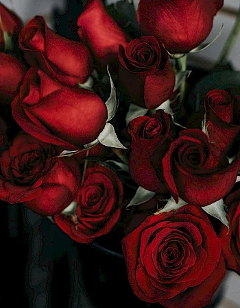 A bouquet of deep red roses with dark green stems and leaves, close-up, rich velvety petals, dramatic lighting, 140 characters max.