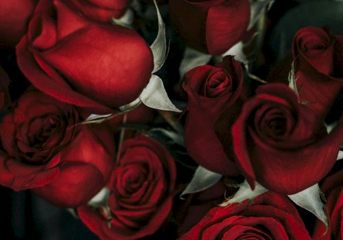 A bouquet of deep red roses, velvety petals curling inward, dark greens and stems framing a moody, intimate floral arrangement.
