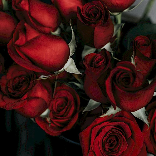 A bouquet of deep red roses, velvety petals curling inward, dark greens and stems framing a moody, intimate floral arrangement.